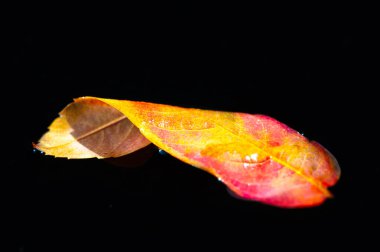 Rowan yaprağı sersemleticisi fotoğrafçılığa yakalanmış. Koyu bir arka planda parlak kırmızı yaprakların aksine. Doğanın güzelliği basit bir görüntüde..