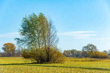 Nehir taşkın ovasında sonbaharın güzelliğinin tadını çıkar. Göz kamaştırıcı sarı ağaçların ve yaprakların arasında dolaş. Rahatlamak için sakin ve resimli bir atmosferin tadını çıkarın..