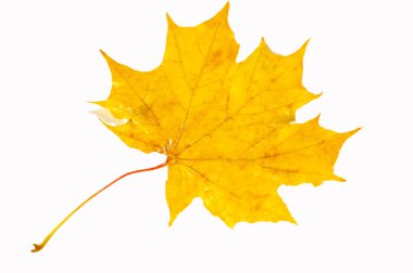 Canlı düşen çiçeklerin çarpıcı yakın plan görüntüleri. Akçaağaç yapraklarının karmaşık detaylarını ve dokularını yakalar. Doğa severler, fotoğrafçılar ya da mevsimlik dekorlar için ideal..