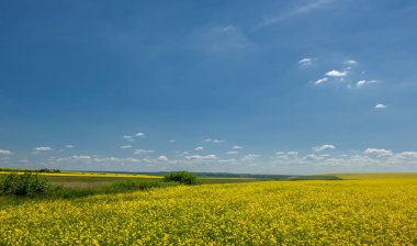 Kolza tohumu (Brassica napus subsp. Petrol zengini tohumlar sayesinde yetişen parlak sarı çiçekli kanola, önemli bir sebze yağı kaynağı ve protein unu kaynağıdır..