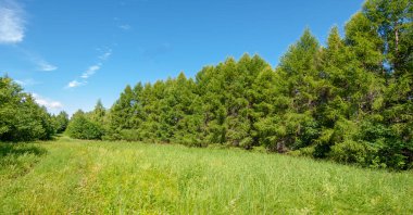 Yaz fotoğrafları, tepeler, tepeler, huş ağaçları dağların yamaçlarında yetişir. Yamaç boyunca dönen toprak bir yol, sıcak yaz günleri.