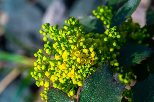 Kuzey Amerika 'nın batısına özgü. Genellikle Oregon üzümü ya da sulu böğürtlen olarak bilinir. Berberidaceae ailesine ait..