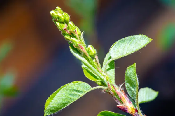 stock image A genus of about 20 species of deciduous shrubs and small trees. Known by different names, for example, shadbush.serviceberry.Juneberry. Belongs to the rose family.