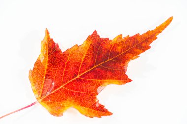 Sonbahar yaprağı Maple Acer ginnala, sonbaharın sembolü ve mevsimlerin değişimi. Çeşitli toprak türlerinde iyi yetişir. Göz kamaştırıcı güzelliğini parlak kırmızı yapraklarıyla sağlar..