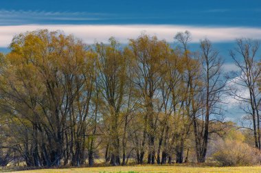 Nehir taşkın ovasında sonbaharın güzelliğinin tadını çıkar. Suya yansıyan sarı ağaçların tadını çıkar. Renkli yaprakların arasında rahatlatıcı bir yürüyüş yap..