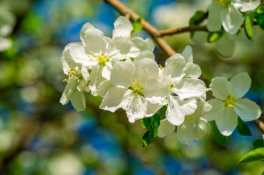 Narin çiçeklerin ve elma dallarının çarpıcı kontrastı. Doğanın güzelliği bu resim sahnesinde tamamen gözler önüne seriliyor. Bahar çiçeklerinin gelişiyle birlikte yenilenmenin ve büyümenin sembolü..