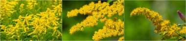 Solidii, ayrıca altın çubuk ya da solidago virga aurea olarak da bilinir. Bunlar çiçek açan bitkiler. Antienflamatuar özellikleri nedeniyle halk tıbbında sıkça kullanılır..