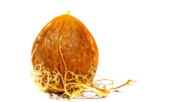 Ceviz. Benim için aşk ceviz gibidir. Düzenli ve küçük miktarlarda alınmalı..