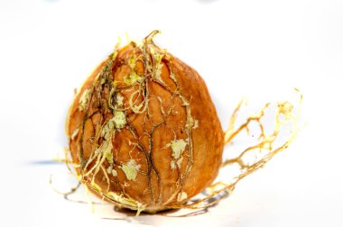 Ceviz. Benim için aşk ceviz gibidir. Düzenli ve küçük miktarlarda alınmalı..