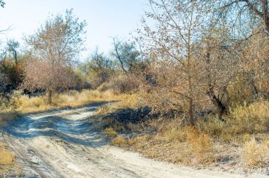Bozkırlarda ve bozkırlarda sonbaharın güzelliğini keşfedin. Görkemli turanga ağacını doğal ortamında keşfedin..
