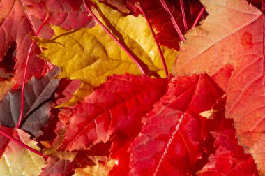 Sonbahar akçaağaç yapraklarının yakın çekimleri kırmızı ve sarı renkli canlı gölgeler, karmaşık damarlar ve dokular sergiliyor. Bazı yapraklar katmanlıdır, bazıları ise kenarlarda hafifçe kıvrılmıştır..