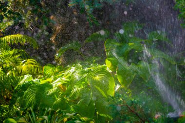 Bahçe sulamayı kolaylaştırmak için etkili bir su püskürtme sistemi. Belirli bölgelere belirli miktarda su göndererek suyu kurtarır. Farklı bahçe boyutlarına ve bitkilere adapte olması ve yerleştirmesi kolay.