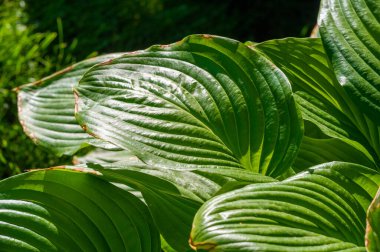 Hosta yapraklarının büyüleyici güzelliğini hisset. Kendini huzur ve rahatlık dünyasına daldır. Karmaşık desenler ve yeşilin gölgeleri gözler ve ruh için rahatlatıcı bir vaha yaratır..