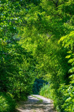 Görkemli dağları keşfedin ve nefes kesici manzaraları keşfedin. Yeşil krallıkta yaz boyunca doğanın güzelliğini keşfedin. Rahatlayın ve sakin bir ortamda rahatlayın.
