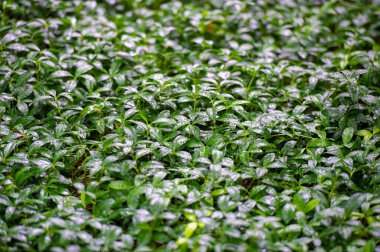 Yaz mevsiminde doğanın güzelliğini tecrübe edin. Yeşil yaprakların üzerindeki yağmur sesi ve dokunuşuyla canlanın. Yaz yağmurunun dinginliğine dalın.