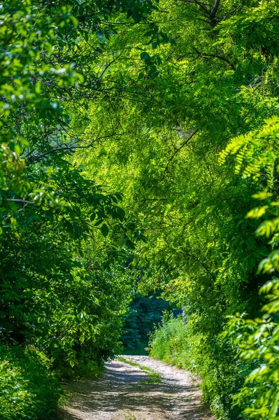Görkemli dağları keşfedin ve nefes kesici manzaraları keşfedin. Yeşil krallıkta yaz boyunca doğanın güzelliğini keşfedin. Rahatlayın ve sakin bir ortamda rahatlayın.