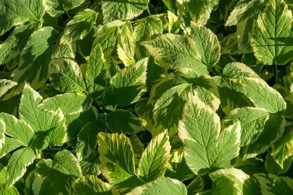Aegopodyum podagraria, bir tür toprak örtüsü bitkisidir. Beyaz kenarlı yeşil yaprakları var. Genel olarak Bishop 's Weed veya Goutweed Variegata olarak bilinir. Bahçedeki gölgeli alanlar için ideal.