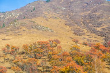 Sonbaharda Tien Shan Dağları 'nın çarpıcı güzelliğini tecrübe edin. Kendinizi doğanın canlı renklerine ve nefes kesici manzaraya daldırın. Canlı yeşilliklerle resimli anları yakala