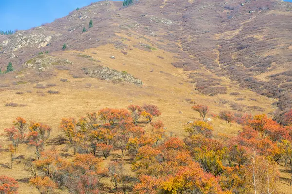 Sonbaharda Tien Shan Dağları 'nın çarpıcı güzelliğini tecrübe edin. Kendinizi doğanın canlı renklerine ve nefes kesici manzaraya daldırın. Canlı yeşilliklerle resimli anları yakala