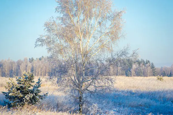 Karla kaplı bir tarlanın büyüsünü hissedin. Kendinizi kış eğlencesine daldırın. Kendinizi kış harikalar diyarının nefes kesici güzelliğine daldırın.