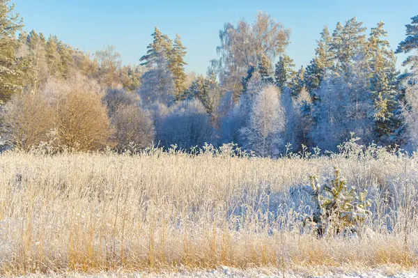 Karla kaplı bir tarlanın büyüsünü hissedin. Bırak parlak mavi gökyüzü seni sonsuz maceralara götürsün. Kendini doğanın büyüleyici kollarına bırak..
