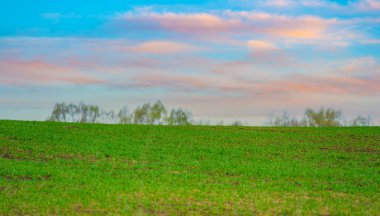 Parlak mavi gökyüzünün altında yemyeşil bir halı uzanır ve kış ekinleri erken bahar bolluk tarlaları vaat eder.