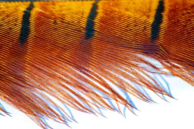 Enfes detaylar sülün tüyünün güzelliğini ve özgürlüğünü vurgular. Doğal güzelliği arttıran zarif ve zarif bir tasarım. Zarafet ve zarafetin mükemmel vücut bulmuş hali..