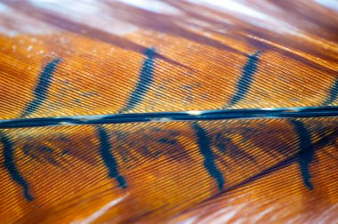 El yapımı sülün tüylerinin hayranlık uyandıran güzelliğini deneyimlemek canlı renkler ve karmaşık desenler büyüleyici bir manzara yaratır. Tüylü cennet size doğanın enfes harikalarını getirir.