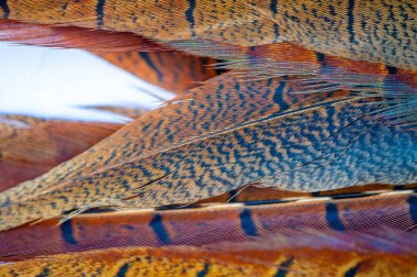Sülün tüylerinin karmaşık ayrıntılarıyla doğanın güzelliğini keşfedin. Her tüy eşsiz bir sanat eseridir. Doğa Ana 'nın yarattıklarının şaşkınlığını ve korkusunu tecrübe et..