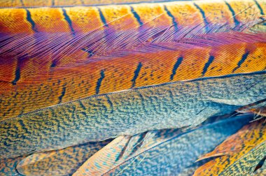 Göz kamaştırıcı sülün tüyleri zarif başyapıtlara dönüştü. Herhangi bir kıyafete ya da ev dekoruna biraz incelik katmak için mükemmel..