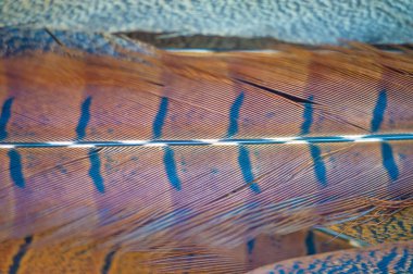 Sülün tüylerinin ince ayrıntılarından esinlenilmiş güzel bir koleksiyon. Her parça doğada bulunan karmaşık desenleri ve renkleri gösteriyor. Özenle hazırlanmış.,
