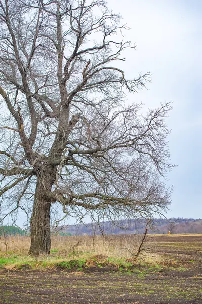 Bu verimli topraklarda, hazırlık gelecekteki ürünlerin yetiştirilmesinde kilit rol oynar. Toprağı sürme çabası karşılığını veriyor. Bu dikkatli tarlada tohum ekin..