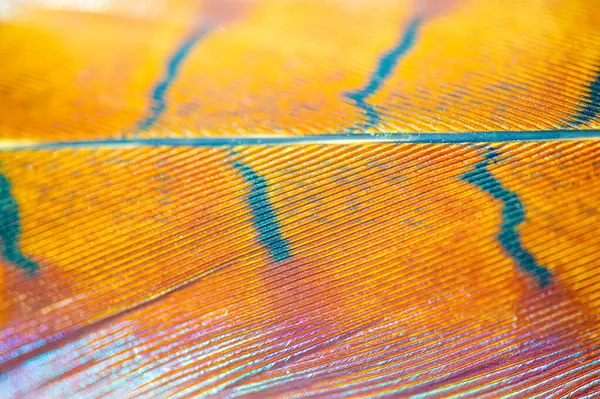 Sülün tüyünün doğaüstü güzelliği cazibesi ve zarafetiyle hayal gücünü hayrete düşürür. Doğanın harikalarını canlandırır.