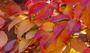Ağaçların dallarında sonbahar yaprakları. Sonbahar yaprakları sokakları doldurur; çimenlerdeki altın renkler, bir şaka ya da doğanın bir ikramı!