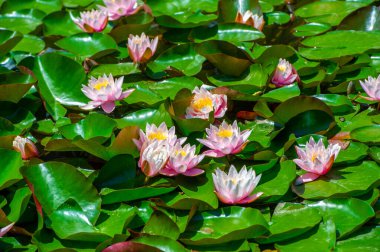 Lotus. Nelumbo. Nymphaeaceae. Nilüfer çiçeği. Yüzeyde zarif bir şekilde yüzen nilüferlerin görkemli cazibesine bakın, dinginliğin ve büyünün bir yansıması. Nelumbo Görkemli