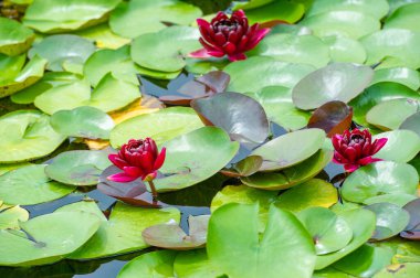 Büyüleyici su zambaklarındaki dingin güzellik sakin bir göletin yüzeyinde huzur içinde süzülür, altta yumuşak gölgeler bırakır. Doğanın Başyapıtı