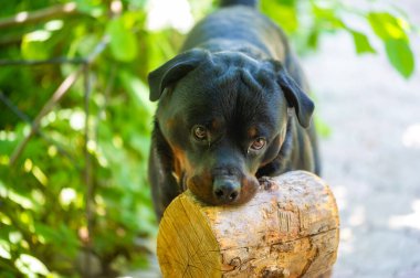 Sadakatin ve dostluğun gerçek anlamını bir Rottweiler ve sahibi arasındaki koşulsuz sevgiye tanık olun. Bu dokunaklı dostluk anını evinizde yakalayın..