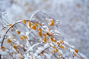 Kış harikalar diyarının güzelliğini tecrübe et. Karlı ormanda barışçıl bir yürüyüş yaparken anı yakala. İlk kar yağışının sükuneti ve büyüsünün tadını çıkar..