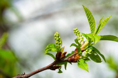 İlkbaharın başlarında narin çiçek tomurcuklarının tadını çıkar. Kiraz çiçekleriyle büyümeyi ve yenilenmeyi teşvik eder. Doğanın güzelliğini yemyeşil yapraklar arasında hissedin..