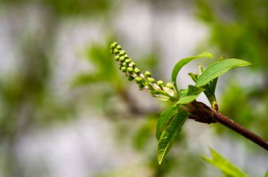 İlkbaharın başlarında büyüleyici kuş kiraz çiçekleri açar. Narin çiçek tomurcukları büyümeyi ve yenilenmeyi sembolize eder. Yemyeşil yapraklar manzaranın doğal güzelliğini arttırıyor..