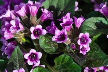 Physochlaina, Çin 'in kuzeybatısında ve çevresindeki bölgelerde bulunan itüzümü familyası Solanaceae' ye ait küçük bir bitki cinsidir..