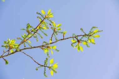 İlkbaharın başlarında, yumuşak tüylü kedi derileri kavak ağaçlarında çiçek açar. Popüler küpeler değişen mevsimin bir işaretidir. Bu kedi derileri böcekler ve kuşlar için besin kaynağı görevi görürler..