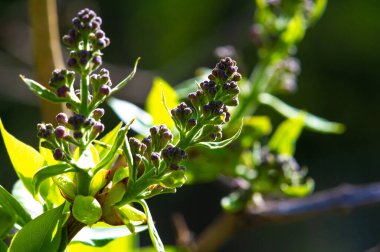 Büyüleyici leylak çiçeklerini görmeye hazır olun. Doğanın güzelliğini Botanik Harikaları ile yakından tecrübe edin. Bu narin tomurcukların canlı çiçeklere dönüşmesini izleyin..