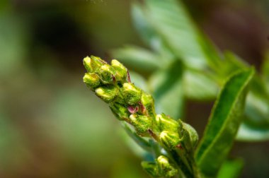 Yaprak döken çalıların ve küçük ağaçların yaklaşık 20 türü. Shadbush.servviceberry.sarwisberry.haziran.böğürtlen. İran böğürtleni. Gül ailesinin temsilcileri..