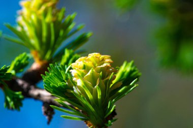 Pembe tomurcuklu doğanın nefes kesici güzelliğinin tadını çıkarın. Canlı pembe kozalaklarla süslenmiş çam dallarının nadir ve nefes kesici görüntüsüne tanık olun. Baharın büyüsünü çiçek açan çam ağaçlarıyla yaşayın.