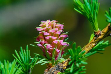 Baharın ilk günlerinde bir çam dalını süsleyen parlak pembe kozalakların nadir görüntüsüne tanık olun. Doğanın güzelliğini takdir et! Açan Çamlar