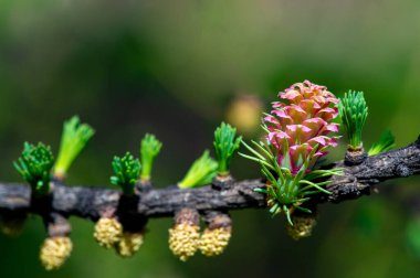 Nadir rastlanan doğal bir fenomenin çarpıcı güzelliğinin tadını çıkar. Pembe karaçam konilerinin baharda çam dallarını nasıl süslediğine bakın. Çiçekli çam ağaçlarının mucizesini ve büyüsünü takdir et..