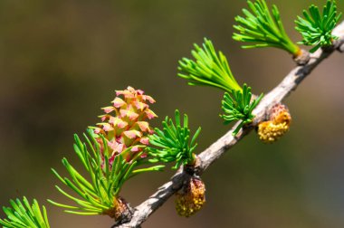 Baharda parlak pembe karaçam konilerinin tadını çıkar. Doğaya dokun ve güzelliğini takdir et. Çiçekli çam ağaçlarının eşsiz fenomenine tanık olun..