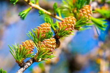 Pembe çiçeklerin görkemli bir çam dalında açtığı huzur. Kendini doğanın güzelliğine ver Etrafına biraz dinginlik ve zarafet ver.