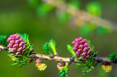 Parlak pembe bir karaçam konisi bir çam dalına zarif bir şekilde oturur ve ilkbahar manzarasına biraz renk katar. Doğal Güzellik